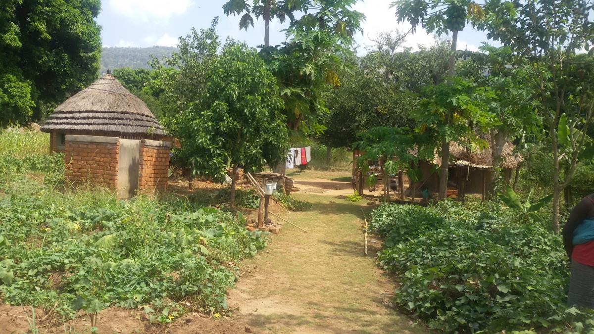A well-maintained clean compound with plenty of food grown in the garden